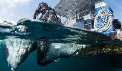 dive pic dive pic