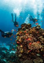 diving community diving community